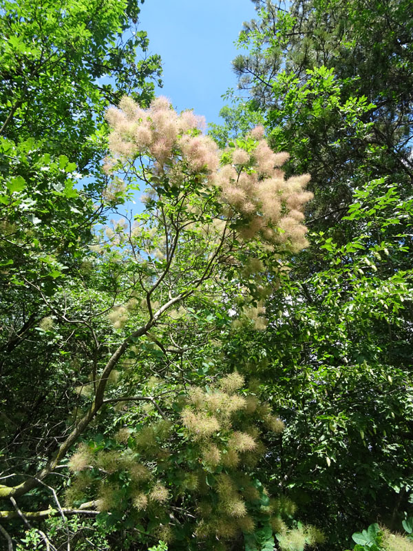 Cotinus coggygria / Sommacco selvatico